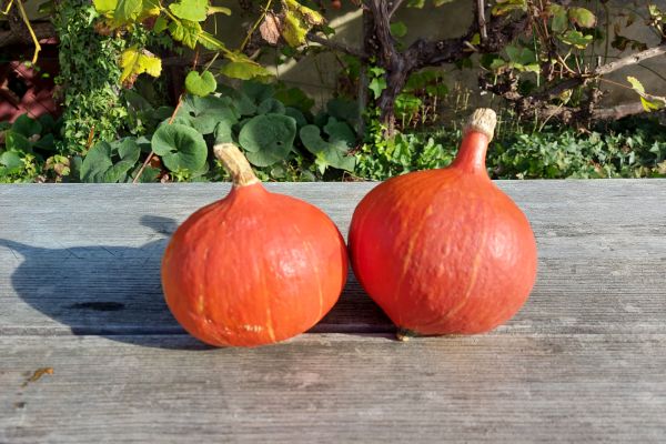 Kürbis 